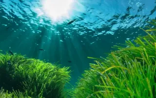 Herbier de Posidonies Mare Bellu