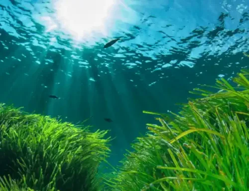 Mare Bellu et l&rsquo;herbier de Posidonies